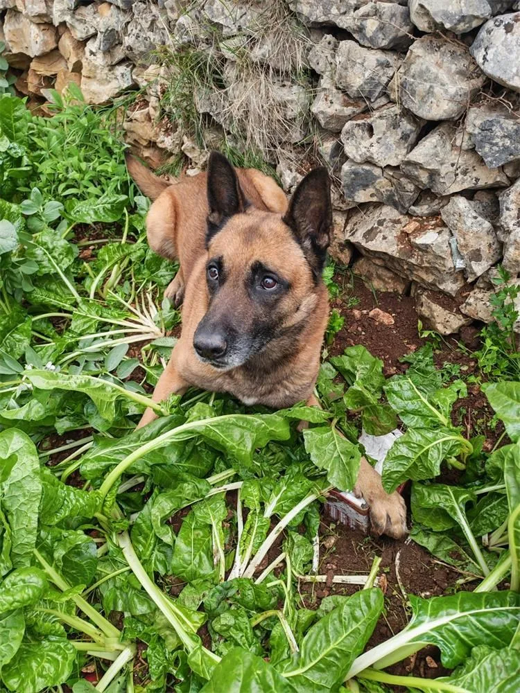 VIDEO Policijski pas otkrio drogu zakopanu u vrtu: Pod blitvom pronađeno gotovo 800 grama amfetamina