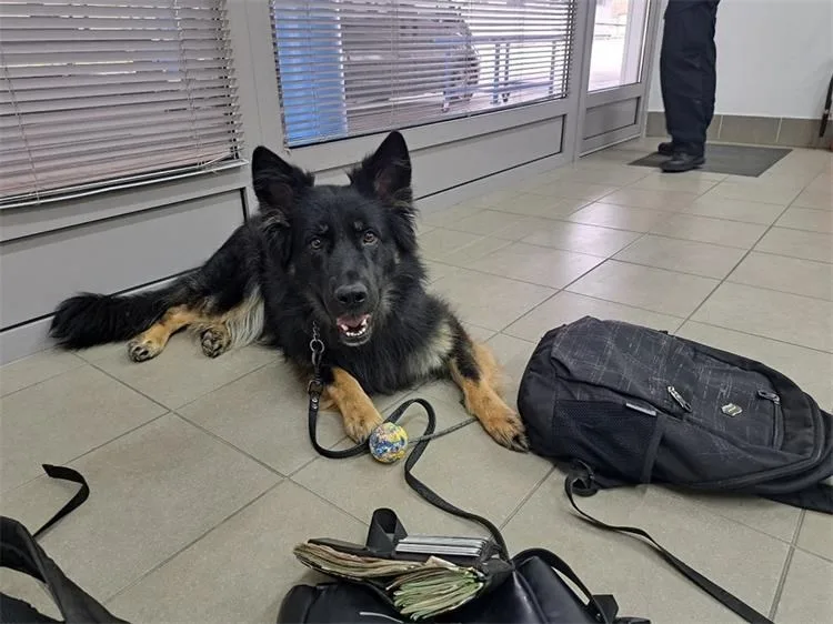 Srbijanac pokušao ući u Hrvatsku s podosta neprijavljene gotovine. Ali to je nanjušio pas…