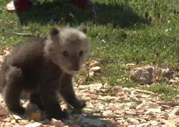 Evo gdje je završio mali medo koji je od ljudi u Lici tražio pomoć…