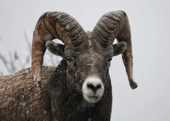 Horor kod Knina: Planinari morali odustati zbog nasrtljivog ovna koji napada ljude!