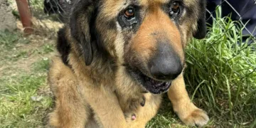 FOTO Šok u Međimurju: Iz romskog naselja spašena 23 psa uz pomoć policije. Mnogi bolesni i zapušteni…