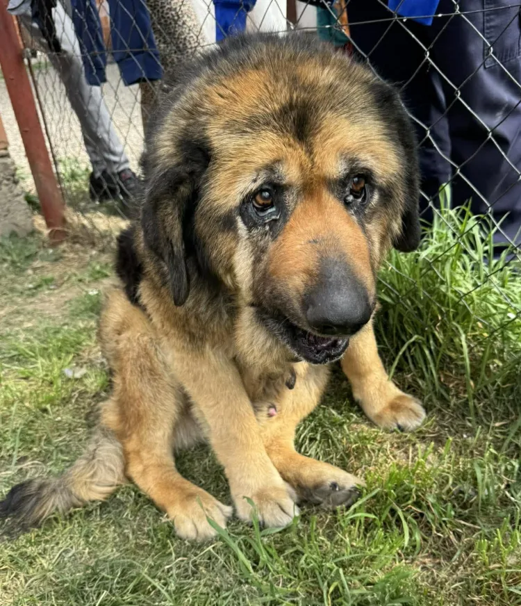FOTO Šok u Međimurju: Iz romskog naselja spašena 23 psa uz pomoć policije. Mnogi bolesni i zapušteni…