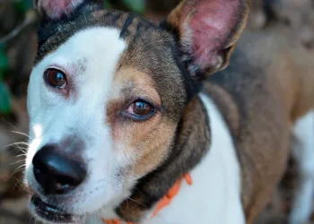 Svjetski dan napuštenih životinja: Udomite ih – ne kupujte