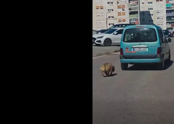 VIDEO Užas u Šibeniku: Uhićen monstrum koji je automobilom vukao psa