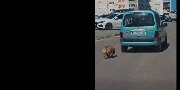 VIDEO Užas u Šibeniku: Uhićen monstrum koji je automobilom vukao psa