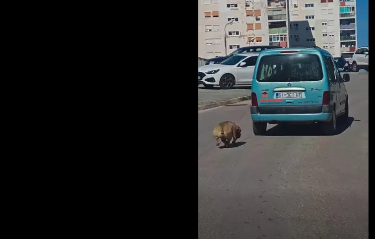 VIDEO Užas u Šibeniku: Uhićen monstrum koji je automobilom vukao psa