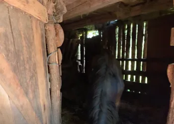 VIDEO Strašna sudbina vrhunskih konja koje je Tomašević odveo s Hipodroma: Jedan uginuo… Drugi u užasnim uvjetima i stanju…