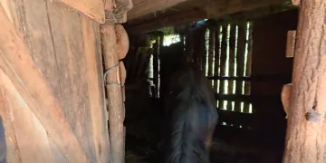VIDEO Strašna sudbina vrhunskih konja koje je Tomašević odveo s Hipodroma: Jedan uginuo… Drugi u užasnim uvjetima i stanju…