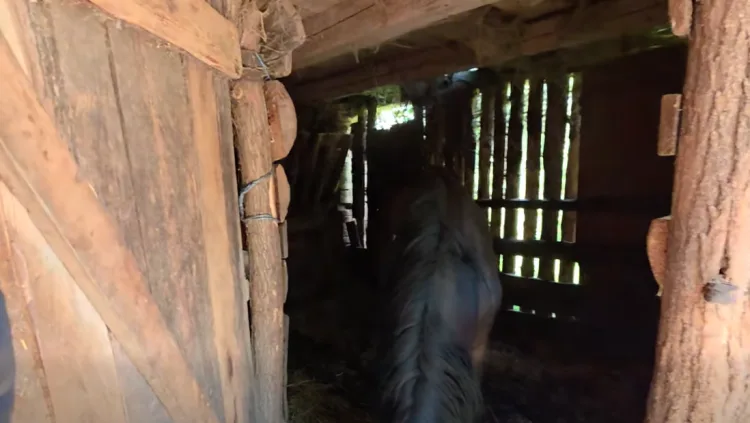 VIDEO Strašna sudbina vrhunskih konja koje je Tomašević odveo s Hipodroma: Jedan uginuo… Drugi u užasnim uvjetima i stanju…