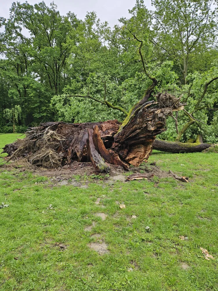 FOTO Zbogom dragi Dedek: Zagreb se oprašta od simbola starog gotovo 600 godina