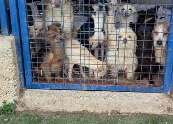 Strašne scene kod Rijeke: Volonteri pronašli tridesetak mrtvih pasa u škrinjama i u kući te još 47 poluživih