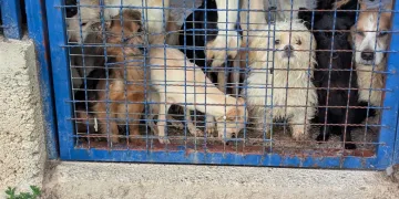 Strašne scene kod Rijeke: Volonteri pronašli tridesetak mrtvih pasa u škrinjama i u kući te još 47 poluživih