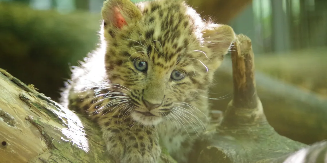 Veliki uspjeh Zoološkog vrta Zagreb: Okotila se prva dva kineska leoparda u Europi 2026. godine