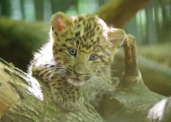 Veliki uspjeh Zoološkog vrta Zagreb: Okotila se prva dva kineska leoparda u Europi 2026. godine