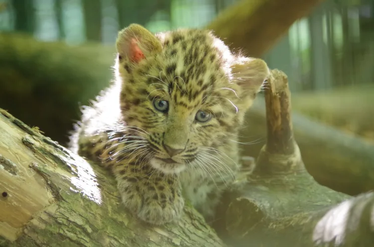 Veliki uspjeh Zoološkog vrta Zagreb: Okotila se prva dva kineska leoparda u Europi 2026. godine