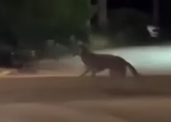 VIDEO U Zagorju snimljen drugi vuk u dva dana: Otišao je prema Oroslavju…
