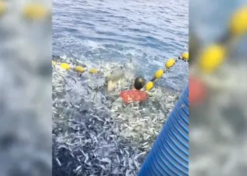 VIDEO Plakao je poput djeteta: Herojski potez hrvatskog ribara spasio dobrog dupina iz mreže