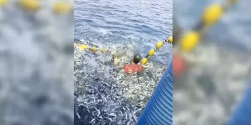 VIDEO Plakao je poput djeteta: Herojski potez hrvatskog ribara spasio dobrog dupina iz mreže