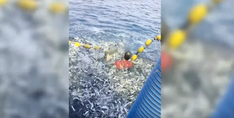 VIDEO Plakao je poput djeteta: Herojski potez hrvatskog ribara spasio dobrog dupina iz mreže