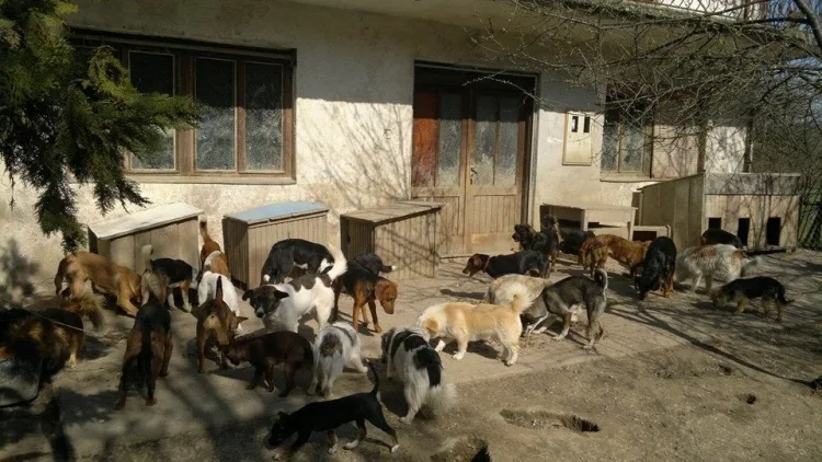 Horor u Dvoru potresao Hrvatsku: Prijatelji životinja traže hitnu reformu sustava zaštite životinja