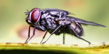 Muhe su ove godine poludjele! Evo kako ih se riješiti prirodno bez otrova, a da napokon možete na miru popiti kavu na terasi