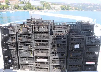VIDEO Uhićen krijumčar s više od tonu divlje vrste crnog morskog ježinca