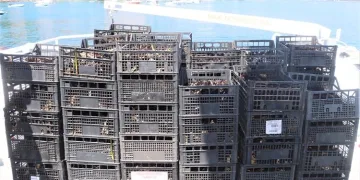 VIDEO Uhićen krijumčar s više od tonu divlje vrste crnog morskog ježinca