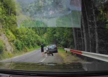 VIDEO Dramatične scene u Rumunjskoj: Medvjed prišao turistu na nekoliko centimetara. Malo ga je…