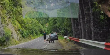 VIDEO Dramatične scene u Rumunjskoj: Medvjed prišao turistu na nekoliko centimetara. Malo ga je…