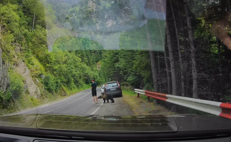 VIDEO Dramatične scene u Rumunjskoj: Medvjed prišao turistu na nekoliko centimetara. Malo ga je…