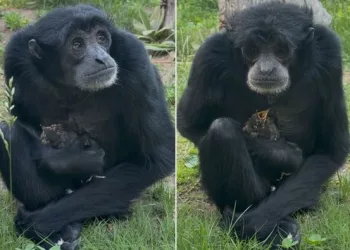 VIDEO Majmunica spasila ptića: Nitko nije očekivao što će učiniti