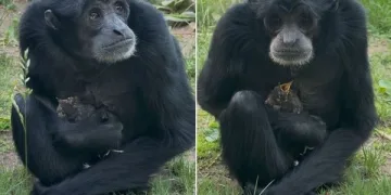 VIDEO Majmunica spasila ptića: Nitko nije očekivao što će učiniti