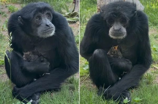 VIDEO Majmunica spasila ptića: Nitko nije očekivao što će učiniti