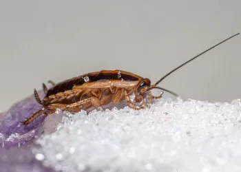 Pojavili su vam se žohari u domu? Evo zašto dolaze, koliko su opasni i kako ih se zauvijek riješiti