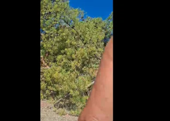 VIDEO Drama na plaži u Crikvenici: Palo ogromno stablo na kupače… Osam odraslih i četvero djece