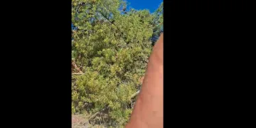 VIDEO Drama na plaži u Crikvenici: Palo ogromno stablo na kupače… Osam odraslih i četvero djece