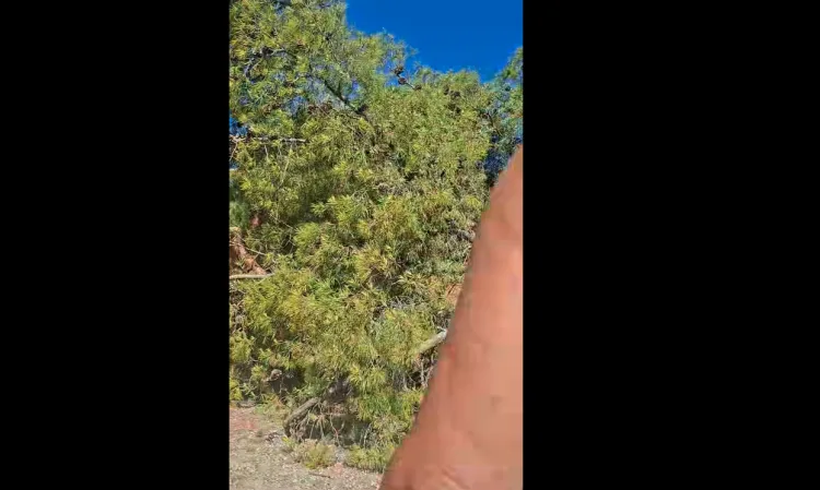 VIDEO Drama na plaži u Crikvenici: Palo ogromno stablo na kupače… Osam odraslih i četvero djece