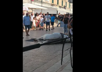 VIDEO Nezgoda na sinjskoj Pijaci: Konji pali na opločnjacima. Prizor iznenadio goste i Sinjane
