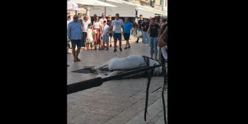 VIDEO Nezgoda na sinjskoj Pijaci: Konji pali na opločnjacima. Prizor iznenadio goste i Sinjane
