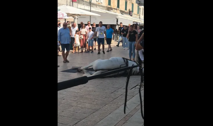 VIDEO Nezgoda na sinjskoj Pijaci: Konji pali na opločnjacima. Prizor iznenadio goste i Sinjane