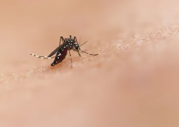 Troje oboljelih od Virusa Zapadnog Nila u Hrvatskoj: Prenose ga komarci… Može biti smrtonosan