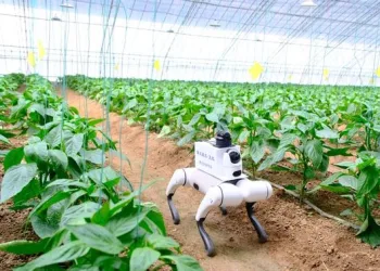 VIDEO Nevjerojatna poljoprivredna revolucija: Robotski psi ušli u staklenike! Ovo što rade s povrćem zvuči kao scena iz SF filma