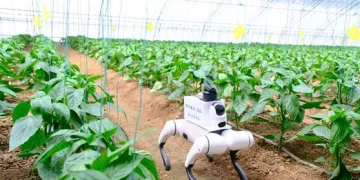 VIDEO Nevjerojatna poljoprivredna revolucija: Robotski psi ušli u staklenike! Ovo što rade s povrćem zvuči kao scena iz SF filma