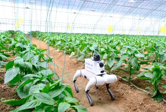 VIDEO Nevjerojatna poljoprivredna revolucija: Robotski psi ušli u staklenike! Ovo što rade s povrćem zvuči kao scena iz SF filma