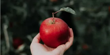 Jedna jabuka na dan tjera liječnika iz kuće! Evo što se zapravo krije iza stare izreke