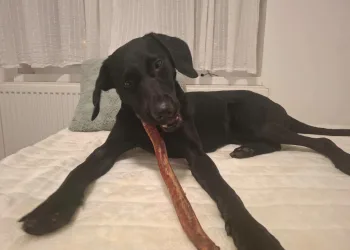 Tedi je spašen nakon stravične priče sa Srednjaka! Sada mu hitno treba dom: Evo kako mu možete pomoći
