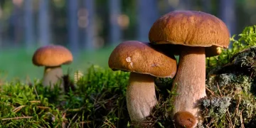Ove gljive sada vladaju šumama: 4 jesenska recepta koje vrijedi isprobati