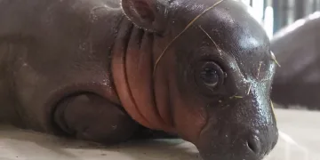 Nakon smrti mladunčeta vodenkonja u zagrebačkom ZOO-u Prijatelji životinja traže inspekcijski nadzor