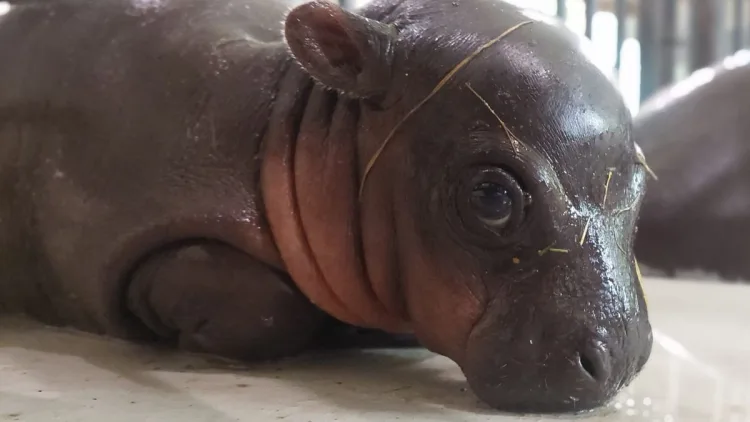 Nakon smrti mladunčeta vodenkonja u zagrebačkom ZOO-u Prijatelji životinja traže inspekcijski nadzor